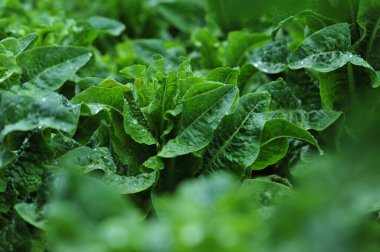 Bahçede yeşil salata ekinleri