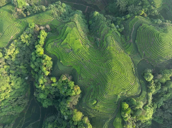 Çin 'deki güzel çay hasadı teras manzarasının havadan görüntüsü.