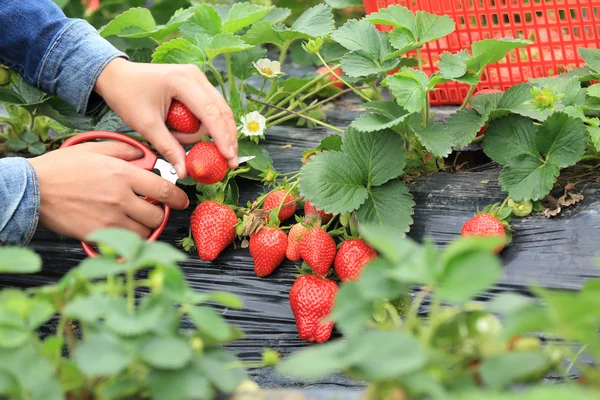 Cueillette femelle fraises mûres — Photo