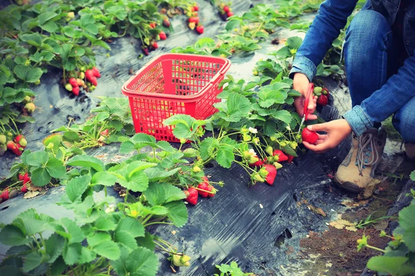 女性采摘成熟的草莓 — 图库照片