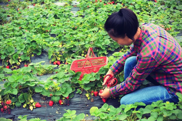 Vrouwelijke plukken rijpe aardbeien — Stockfoto