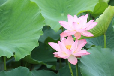 çiçek açan lotus çiçekleri
