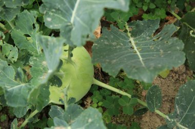 Yeşil turp lahanası