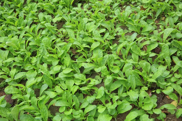 Green radish sprouts — Stock Photo, Image