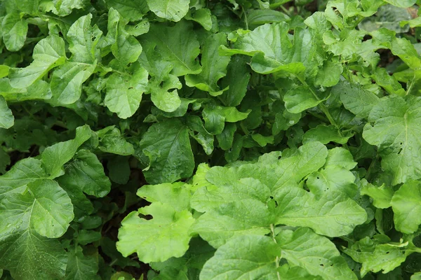 Rebentos de rabanete verde — Fotografia de Stock