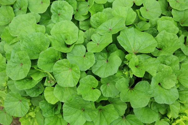 Albahaca japonesa verde — Foto de Stock