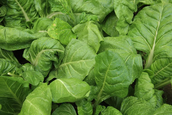 Sliverbeet leaves in garden — Stock Photo, Image