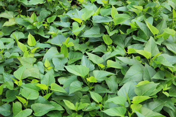 Sweet potato crop — Stock Photo, Image