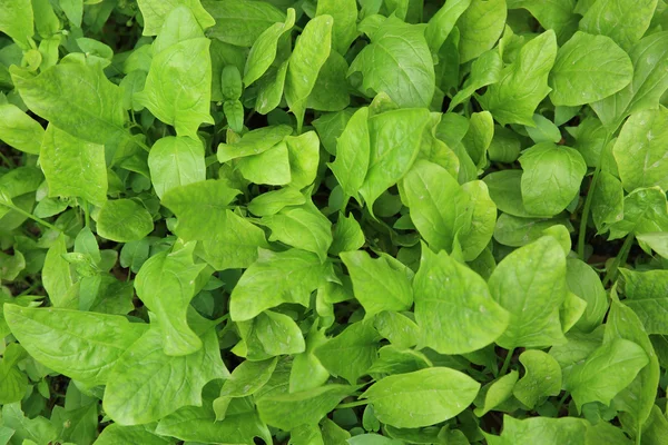 Green spinach in garden — Stock Photo, Image