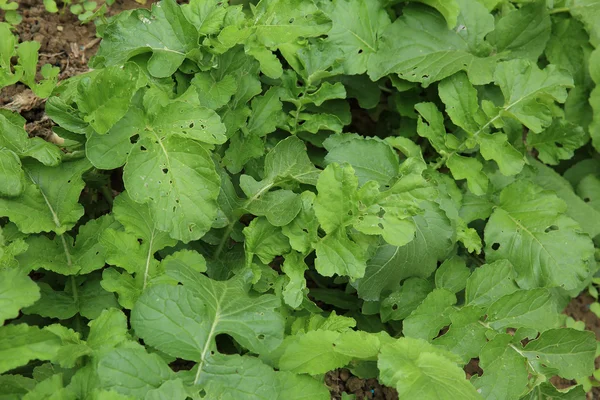 Rebentos de rabanete verde — Fotografia de Stock