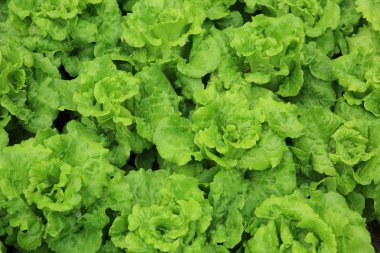 Yeşil marul yaprakları