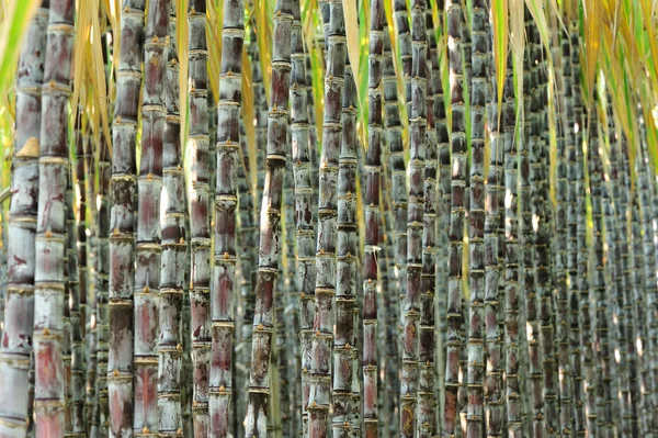 Plantas de cana verde — Fotografia de Stock