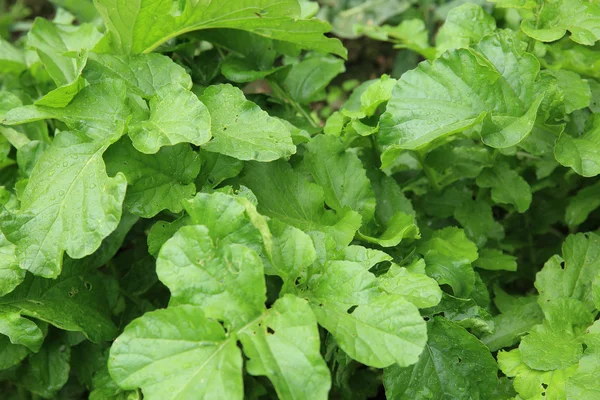 Green radish plants — Stock Photo, Image