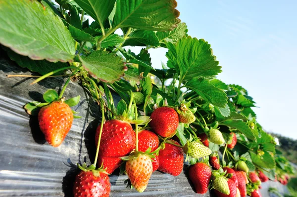 Fresas rojas maduras — Foto de Stock