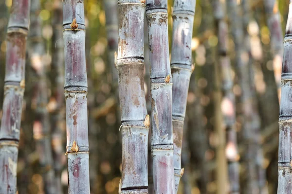 Piante di canna da zucchero verde — Foto Stock