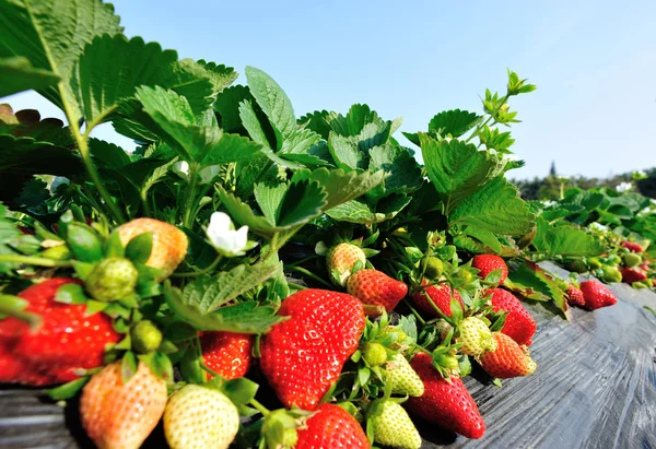 Fraises rouges mûres — Photo