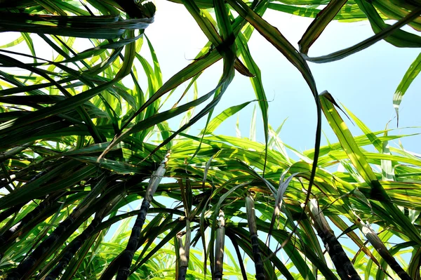 Plantes de canne à sucre verte — Photo