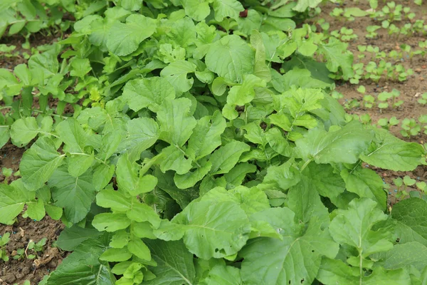 Piante di ravanello verde — Foto Stock