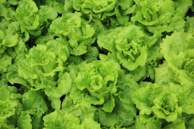 Yeşil marul yaprakları