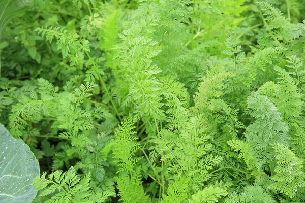 Foglie di carote a giardino — Foto Stock