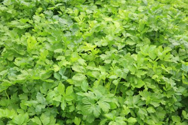 Yeşil kereviz bitkiler