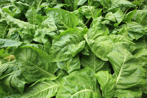 Sliverbeet plants in bed — Stock Photo, Image