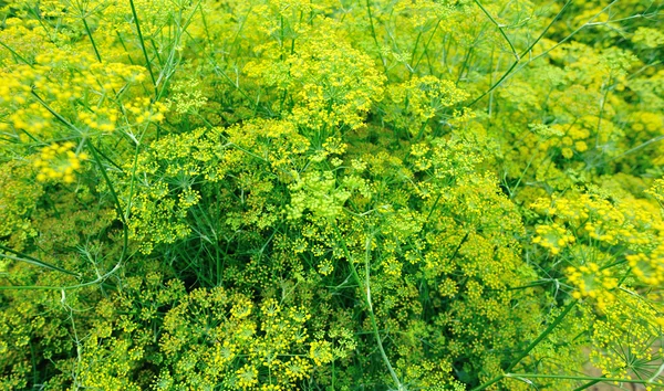 Ervas verdes de erva-doce — Fotografia de Stock