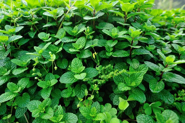 Mint plants at garden — Stock Photo, Image