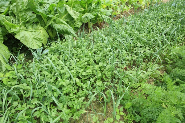 Variedade de legumes no jardim — Fotografia de Stock