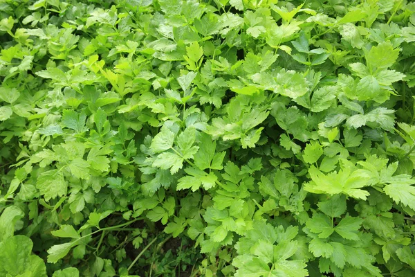 Green celery plants — Stock Photo, Image