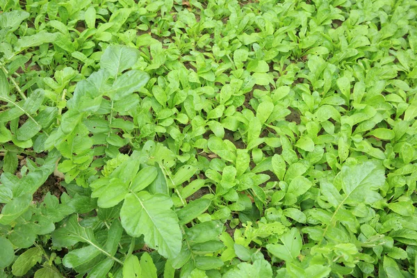 Green radish plants — Stock Photo, Image