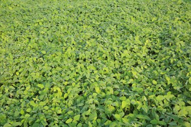 Soya bitki olmayacak alan