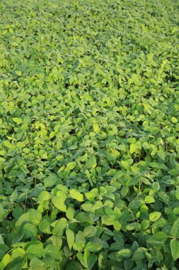 Soya bitki olmayacak alan