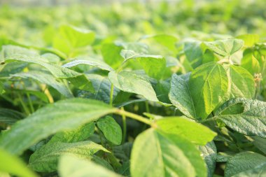 Soya bitki olmayacak alan