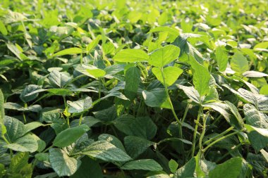 Soya bitki olmayacak alan