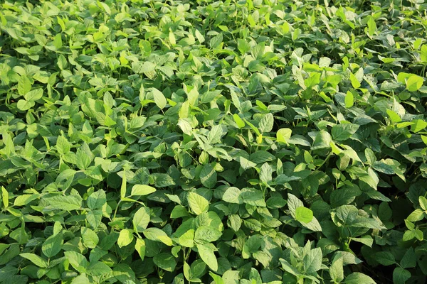 Plantas de soja em campo — Fotografia de Stock