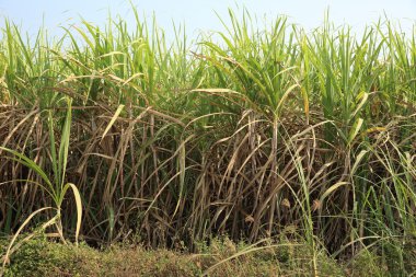 Yeşil şeker kamışı bitkiler