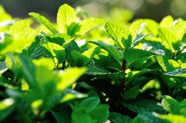 Yeşil nane yaprakları