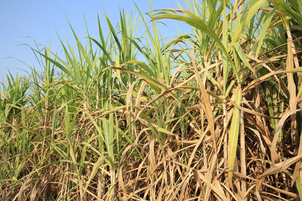 Растения сахарного тростника — стоковое фото