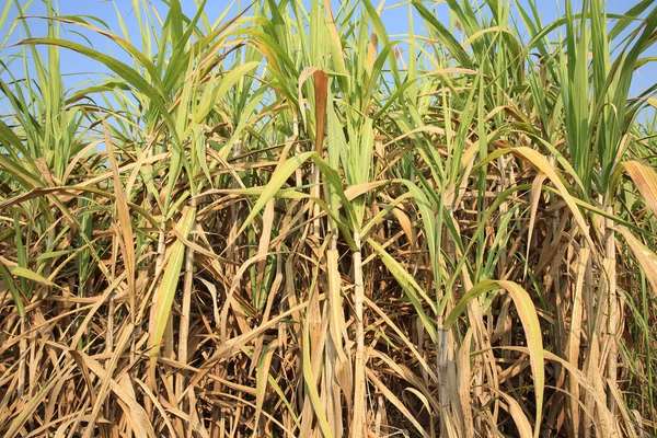 Green sugarcane plants — Stock Photo, Image