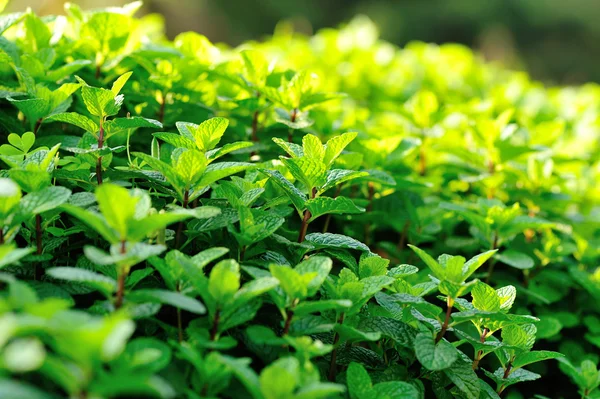 Foglie di menta verde — Foto Stock