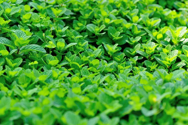 Grüne Minzblätter — Stockfoto