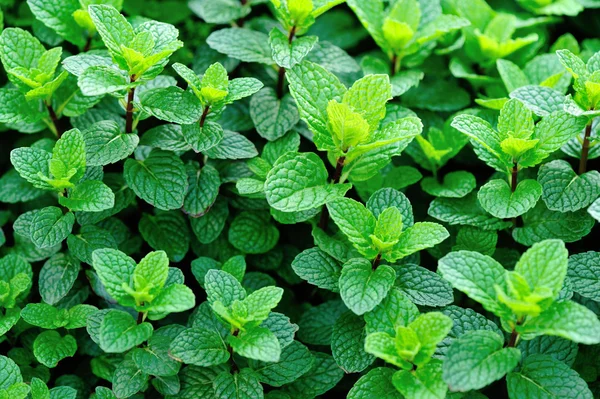 Green mint leaves — Stock Photo, Image