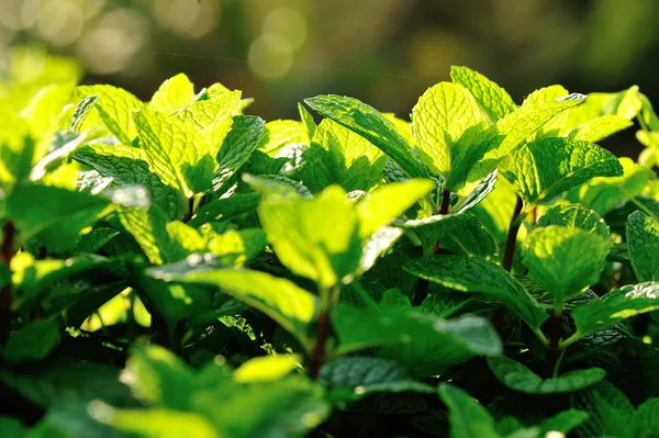 Hojas de menta verde —  Fotos de Stock