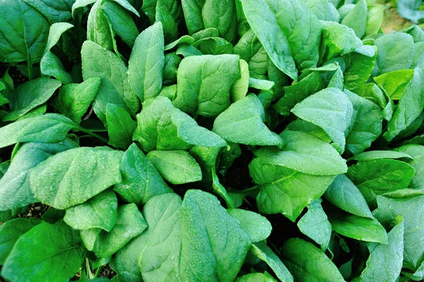 Spinaci verdi in giardino — Foto Stock