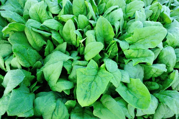 Зеленый шпинат в саду — стоковое фото