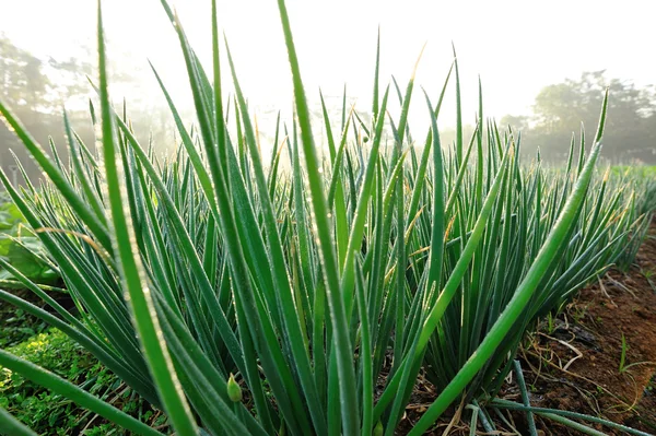 Green spring onions — Stock Photo, Image