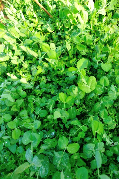 Grüne Erbsensprossen — Stockfoto