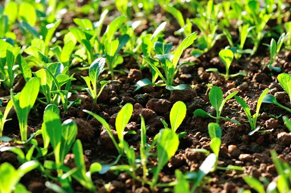 Raízes de choysum verdes — Fotografia de Stock