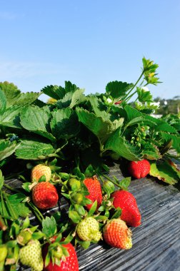 Olgun kırmızı çilekler